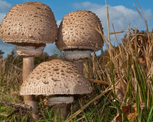 Als u een natuurliefhebber bent, kunt u gratis een volledige botanische rondleiding krijgen in Krusevo, gewoon door door de bossen rond de stad te wandelen.