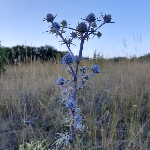 4. Botanische rondleiding Krushevo 2