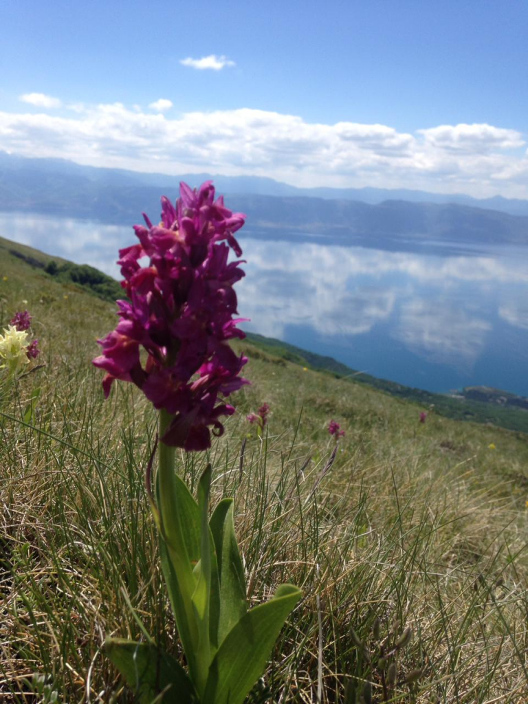 Blick auf den Ohridsee von Galicica